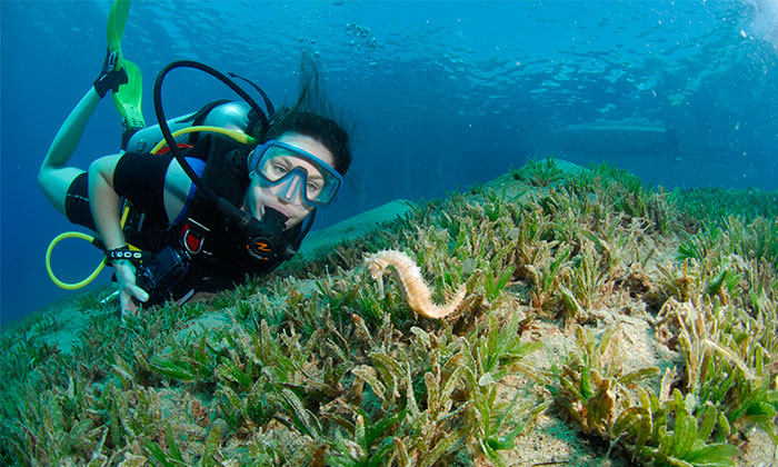 PADI-SCUBA-DIVER - Diving in Aqaba