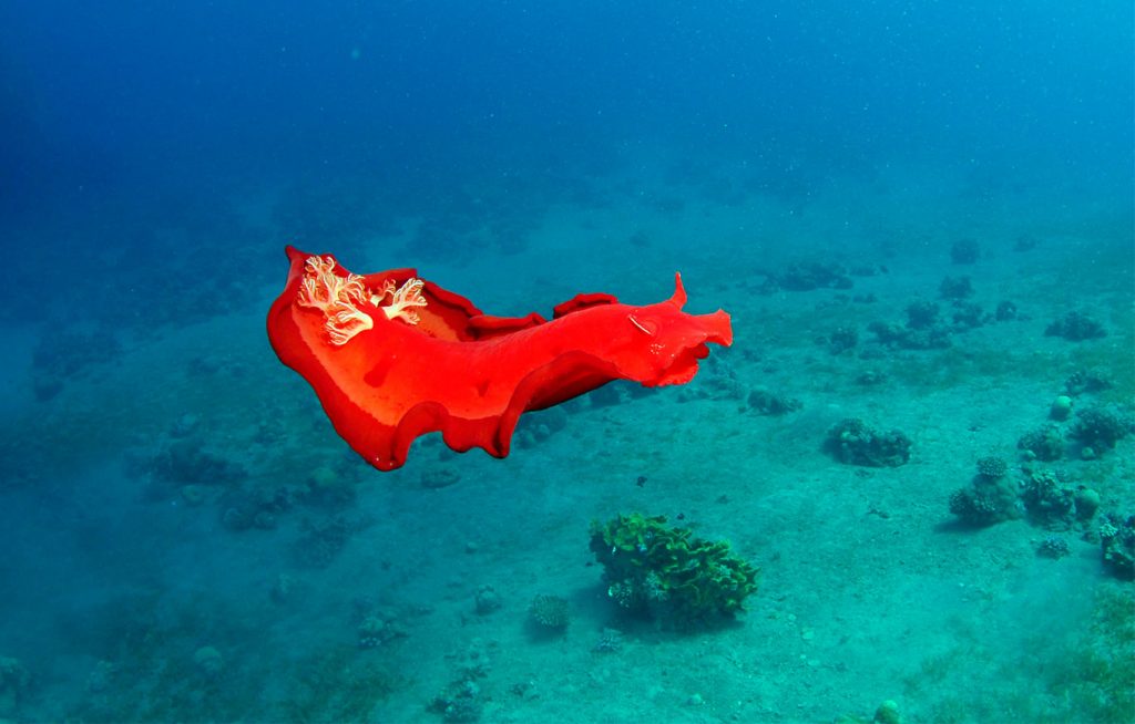 Snorkeling in Aqaba, Red Sea Aqaba Adventure Divers