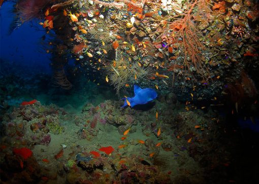 Cleanup Dives in Aqaba, Red Sea