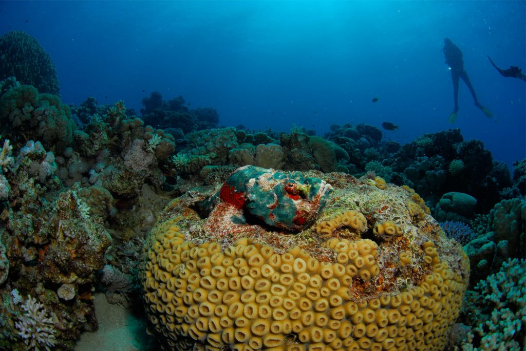 Snorkeling in Aqaba, Red Sea Aqaba Adventure Divers