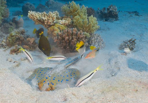 Cleanup Dives in Aqaba, Red Sea