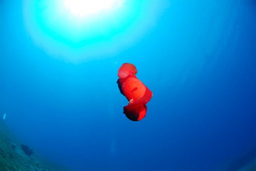 Cleanup Dives in Aqaba, Red Sea