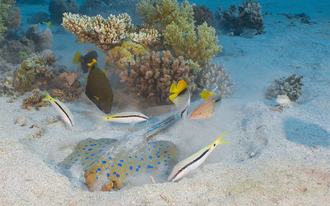 Best Diving in Aqaba: A Complete Guide to Jordan’s Red Sea Paradise