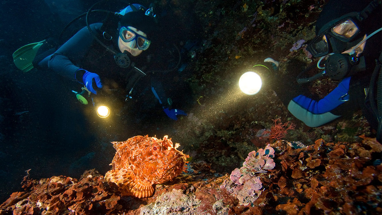 Night Dive In Aqaba