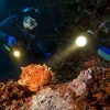 Night Dive in Aqaba