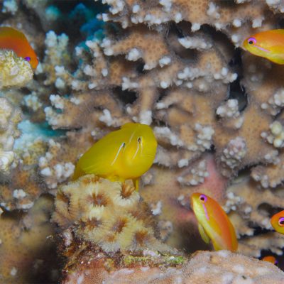 4 Days 3 Nights Scuba Diving Holiday in Aqaba, Red Sea