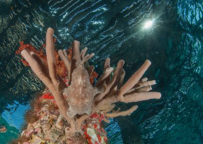 Underwater life - Dive in Aqaba, Red Sea