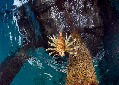 Underwater life - Dive in Aqaba, Red Sea