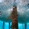 Underwater life - Dive in Aqaba, Red Sea