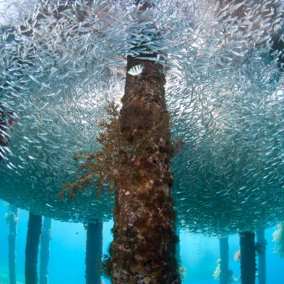 Underwater life - Dive in Aqaba, Red Sea