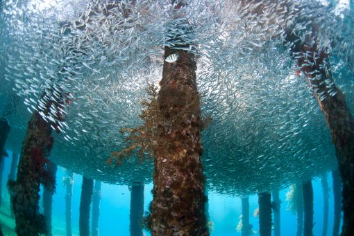 Underwater life - Dive in Aqaba, Red Sea