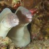 6 Days 5 Nights Scuba Diving Holiday in Aqaba, Jordan