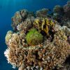 6 Days 5 Nights Scuba Diving Holiday in Aqaba, Jordan