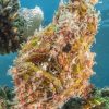 6 Days 5 Nights Scuba Diving Holiday in Aqaba, Jordan