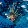 7 Days / 6 Nights Scuba Diving Holiday in Aqaba, Jordan