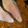 7 Days 6 Nights Scuba Diving Holiday in Aqaba, Jordan