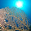 7 Days 6 Nights Scuba Diving Holiday in Aqaba, Jordan