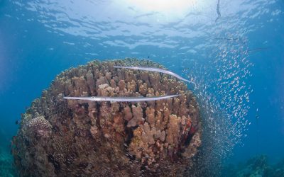 Coral Garden Aqaba: Complete Guide to Diving, Snorkeling & Marine Life