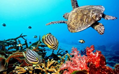 The Best Diving Sites in Aqaba: Explore the Underwater Wonders of the Red Sea