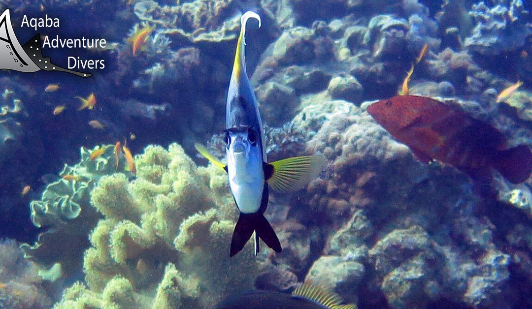 Complete Guide to Diving in Aqaba: Everything You Need to Know Before You Dive