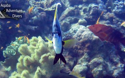 Complete Guide to Diving in Aqaba: Everything You Need to Know Before You Dive