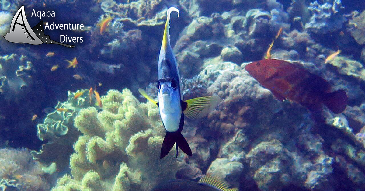 Ashraf's Grotto Aqaba Dive Site