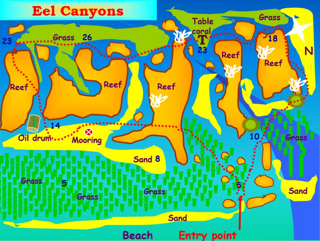 Eel Canyons Aqaba dive site