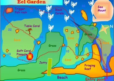 Eel garden aqaba dive site