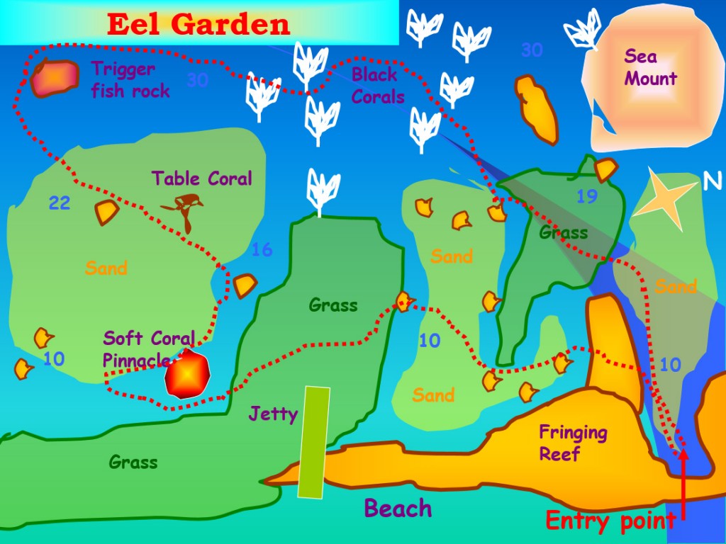 Eel garden aqaba diving site