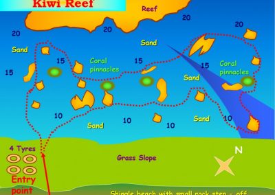 kiwi reef aqaba dive site