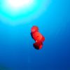 4 Four Two Days Guided Dives Package in Aqaba, Jordan