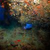 4 Four Two Days Guided Dives Package in Aqaba, Jordan