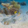 4 Four Two Days Guided Dives Package in Aqaba, Jordan