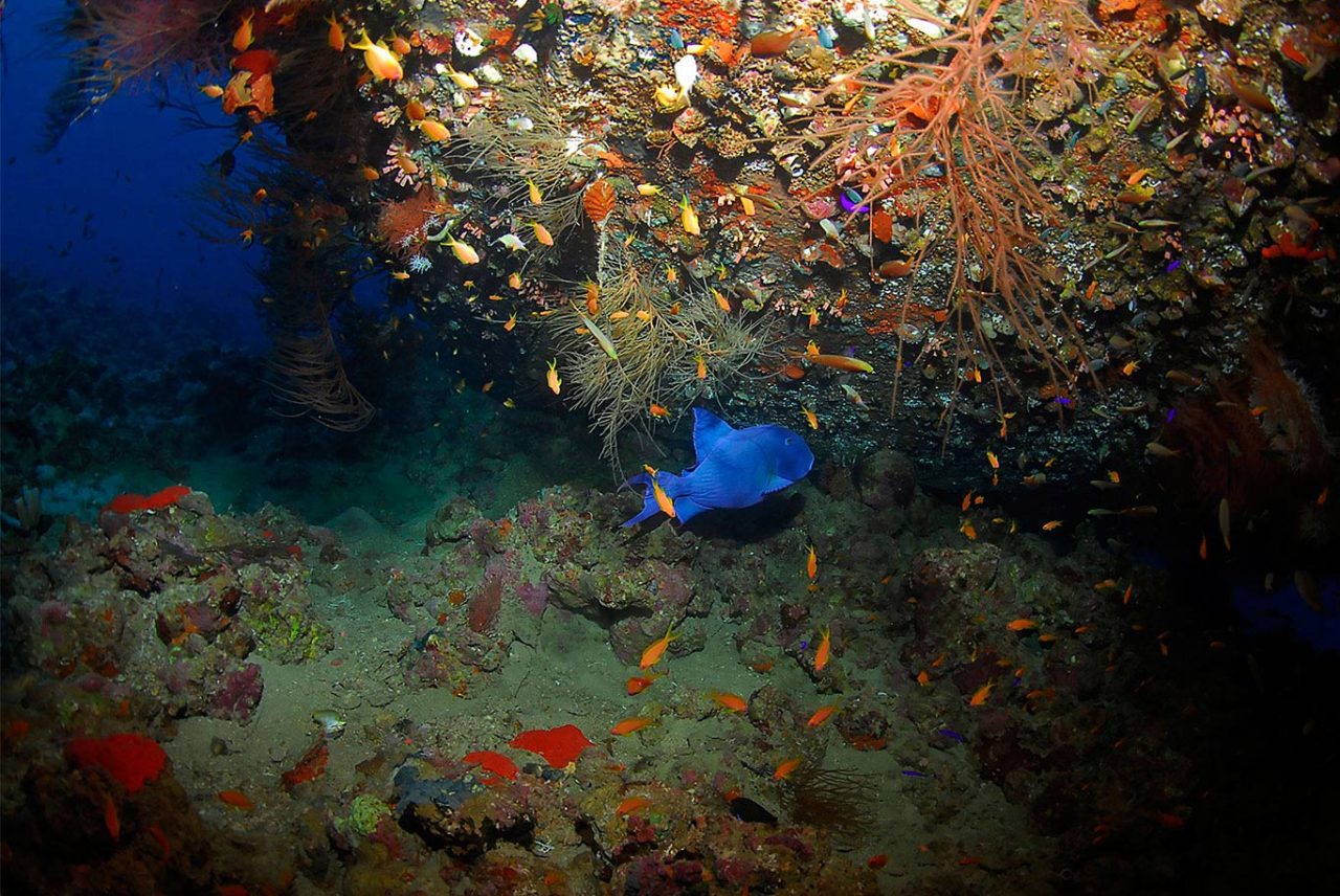 Scuba Diving Holidays in Aqaba, Jordan Aqaba Adventure Divers