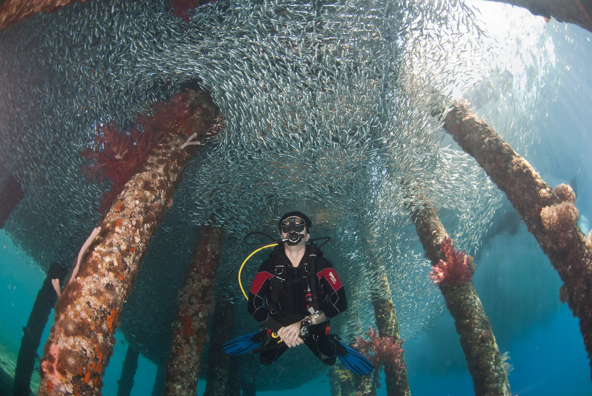 PADI Open Water Diver Course - Dive in Aqaba