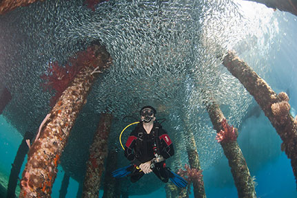 Dive in Aqaba - New Thrilling Adventures