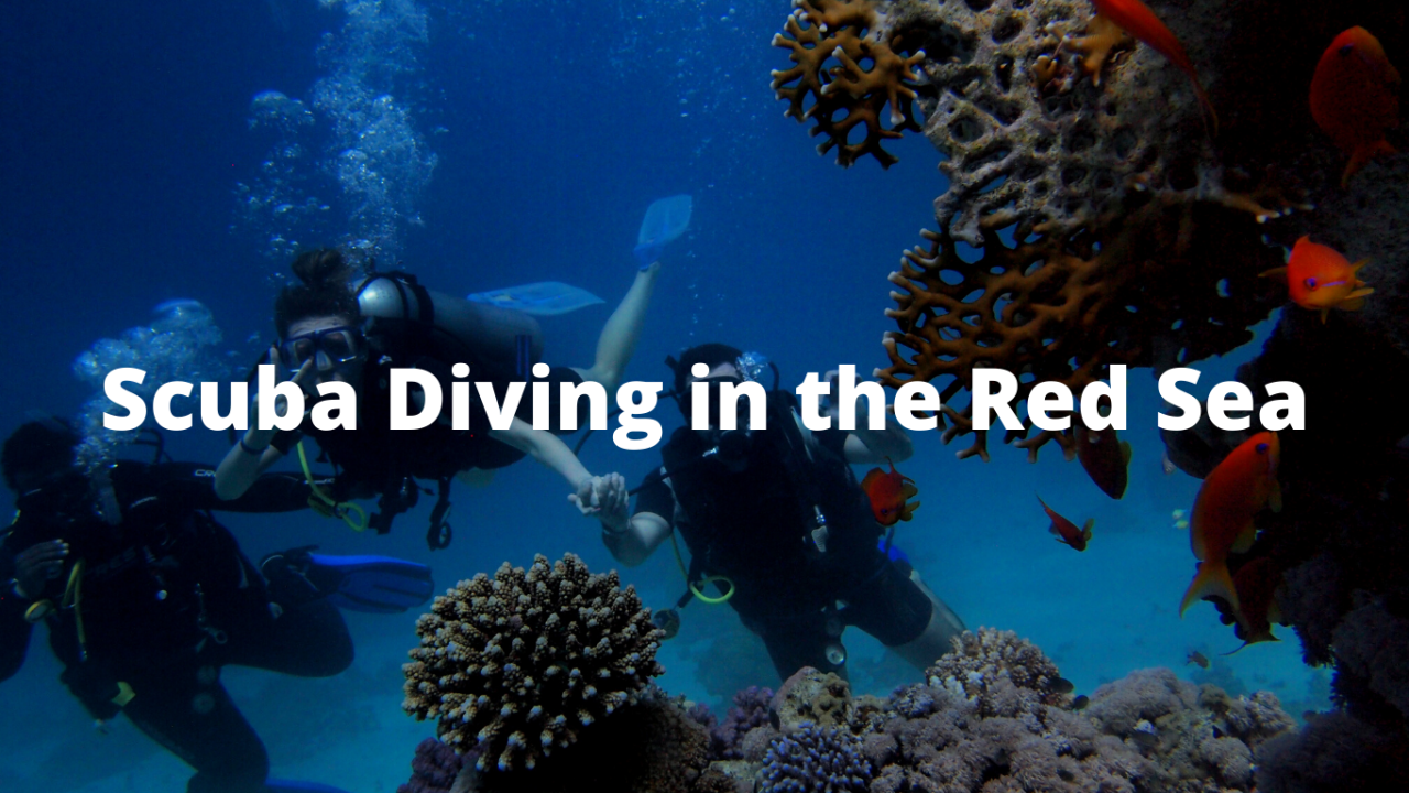 Scuba Diving In The Red Sea | Aqaba Adventure Divers