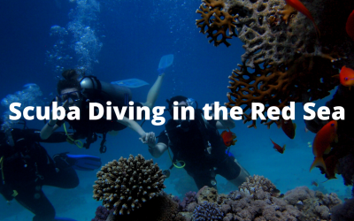 Scuba Diving in the Red Sea