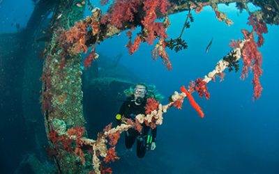 Top Reasons to Dive in Aqaba During These Months