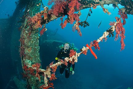 Top Reasons to Dive in Aqaba During These Months