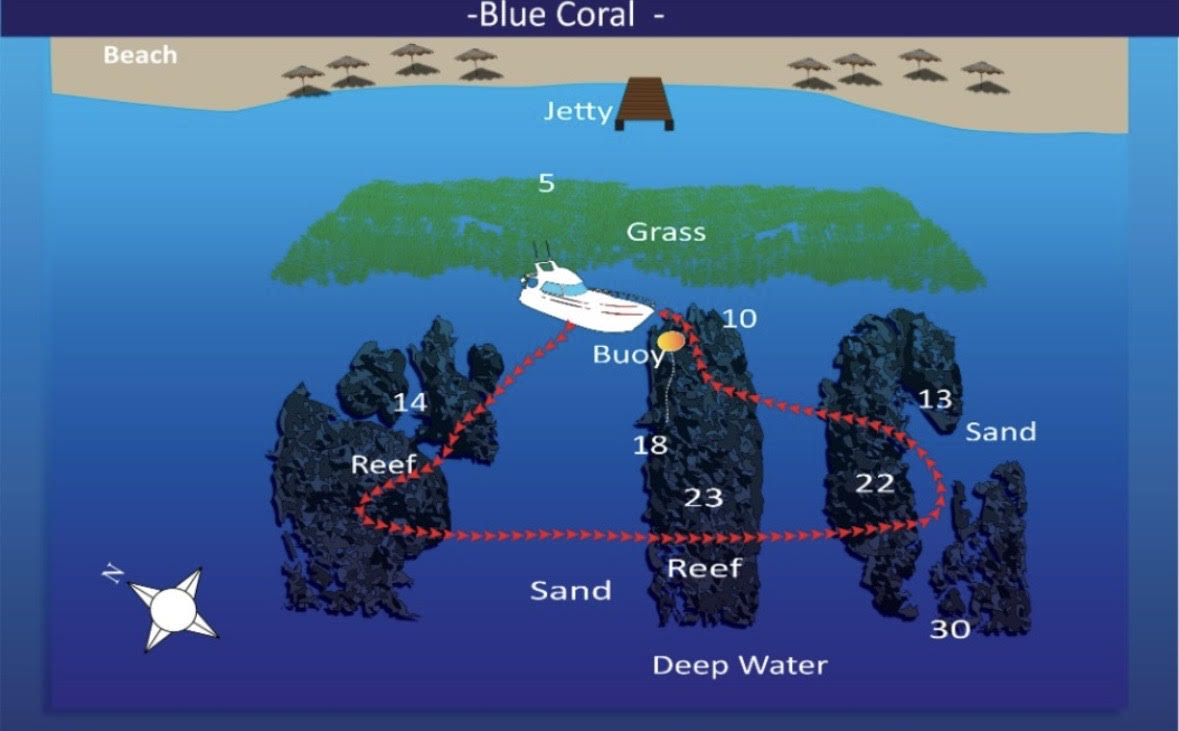 Blue Coral Aqaba dive site