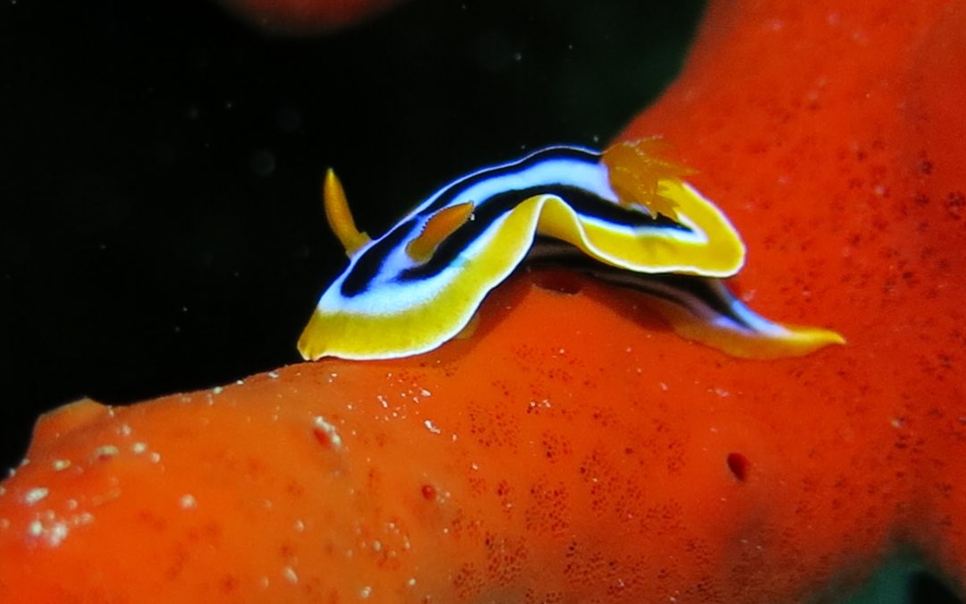 How to Choose the Best Dive Center in Aqaba