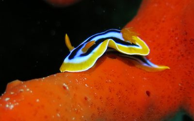 How to Choose the Best Dive Center in Aqaba