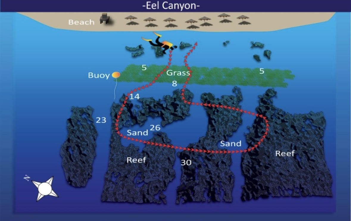 Eel Canyons Aqaba dive site