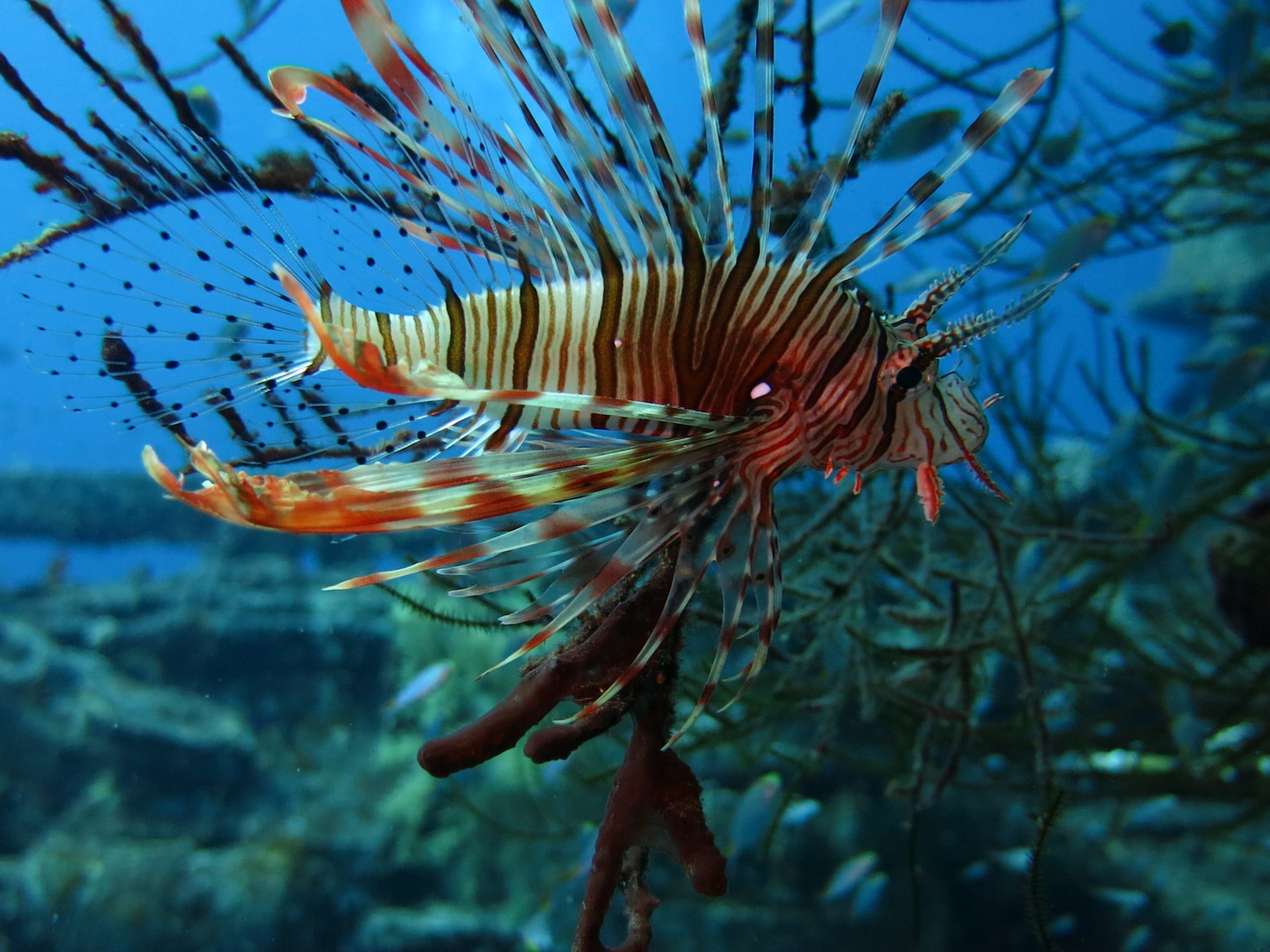 water-temperature-aqaba.jpg