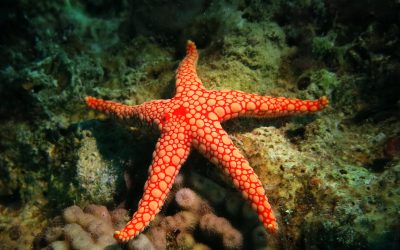 Japanese Garden Dive Site Aqaba