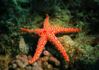 Japanese Garden Dive Site in Aqaba