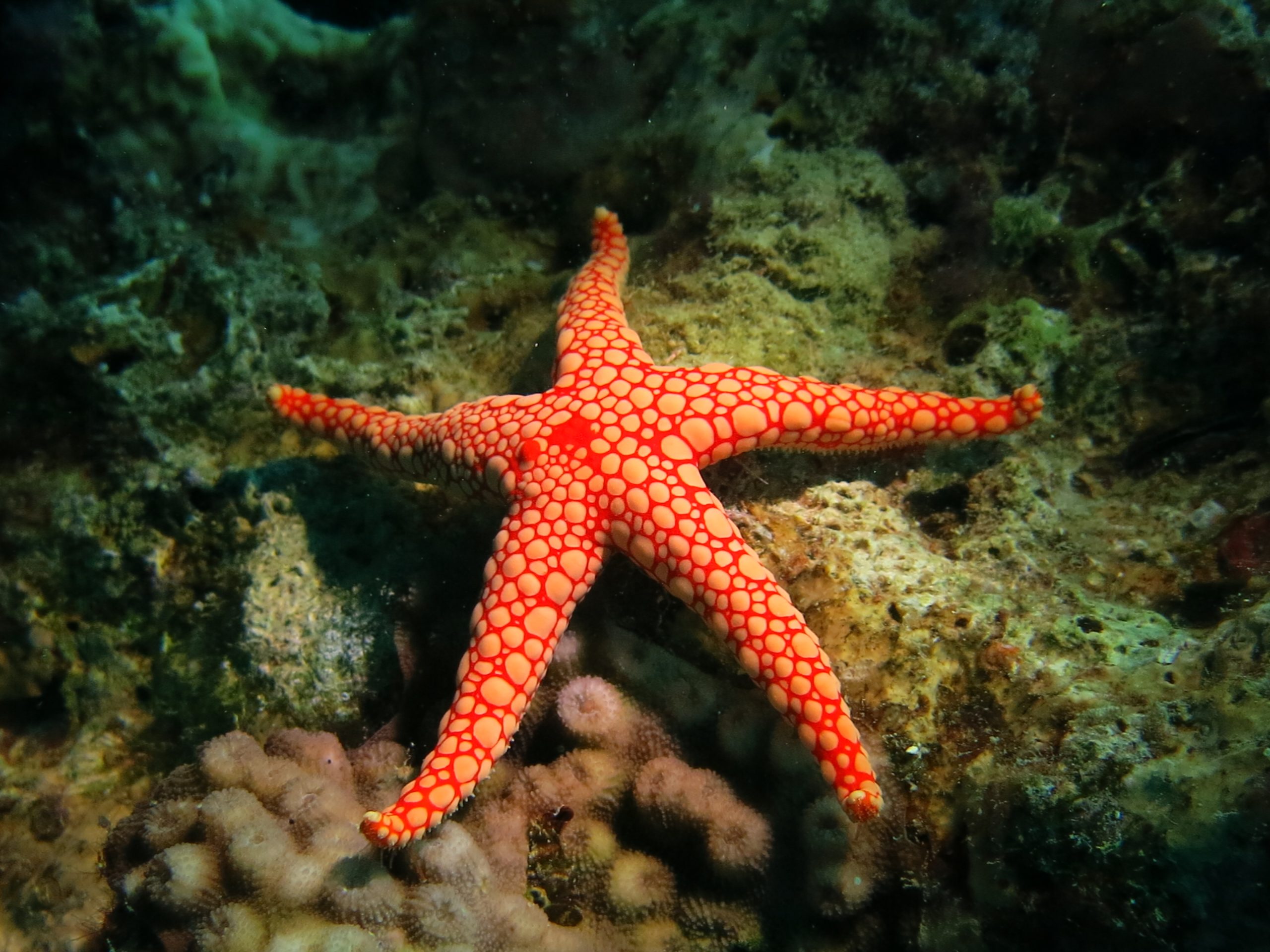 Japanese Garden Dive Site in Aqaba