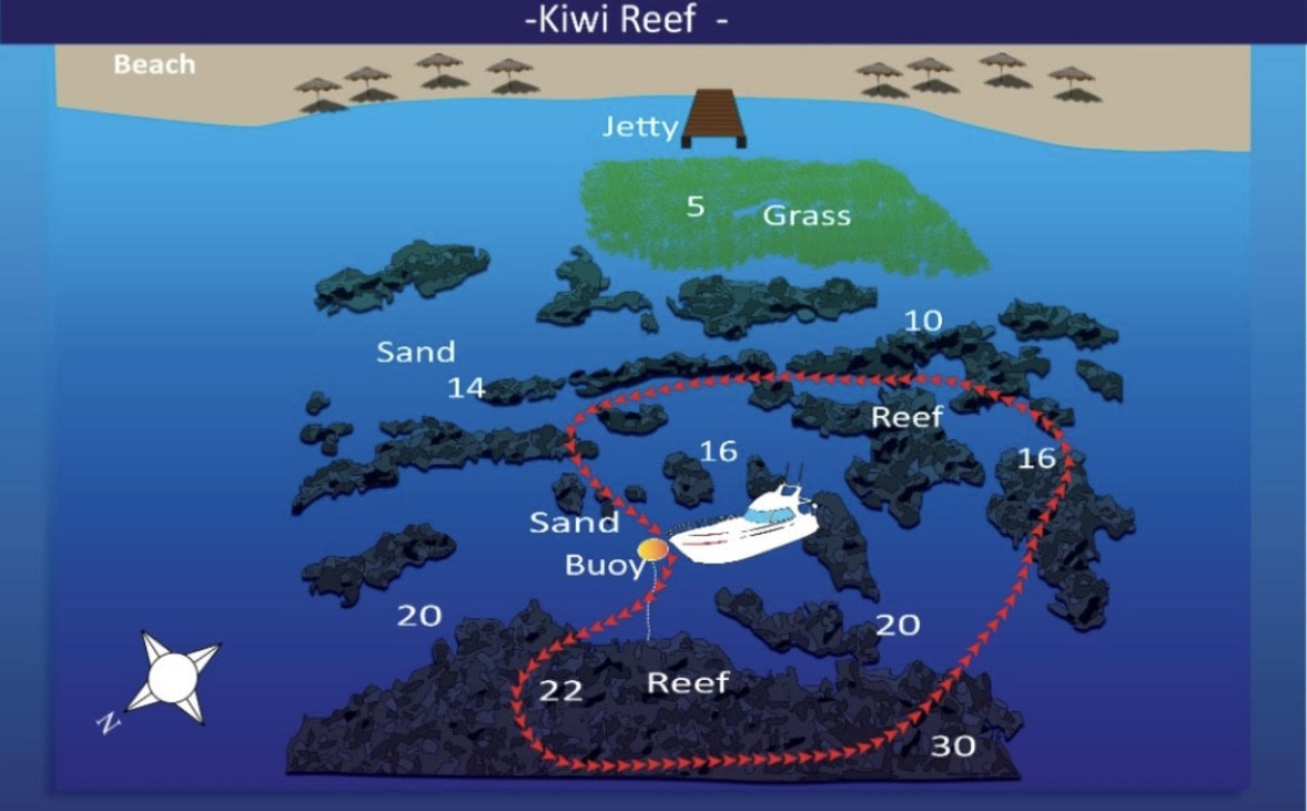 kiwi reef aqaba dive site