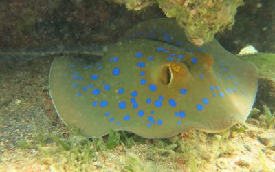 Scuba Diving in Aqaba